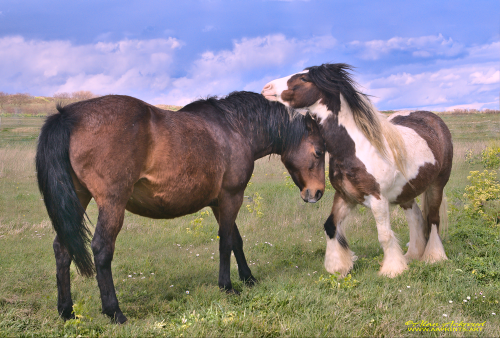 Horses in love AA 2021 fullpng-PNG_1000