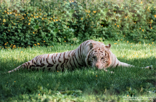 Longleat-tiger-No2-1990s-AA-PNG1000l-sRGB
